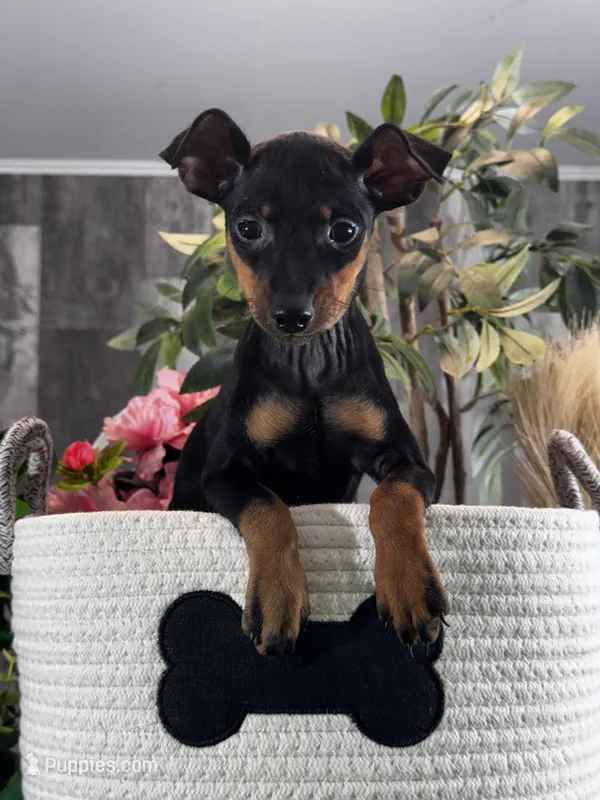 Quella – Miniature Pinscher puppy for sale in Seneca Falls, NY