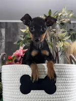 Quella, a female Miniature Pinscher for sale in Seneca Falls, NY – Photo 1 of 5