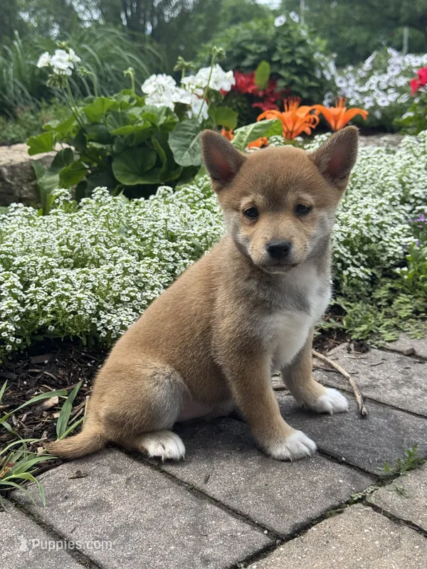 Iris – Shiba Inu puppy for sale in Seneca Falls, NY