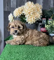 Alex, a male Maltipoo for sale in Seneca Falls, NY – 5 of 5