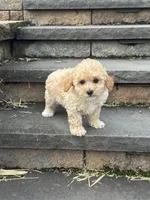 Piper, a male Poodle - Toy  for sale in Seneca Falls, NY – 3 of 5