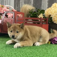 Irene, a female Shiba Inu for sale in Seneca Falls, NY – Photo 6 of 6
