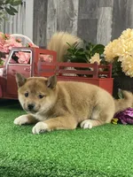 Irene, a female Shiba Inu for sale in Seneca Falls, NY – Photo 6 of 6