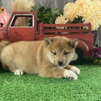 Irene, a female Shiba Inu for sale in Seneca Falls, NY – Photo 5 of 6
