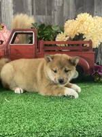 Irene, a female Shiba Inu for sale in Seneca Falls, NY – Photo 5 of 6