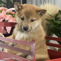 Irene, a female Shiba Inu for sale in Seneca Falls, NY – Photo 4 of 6