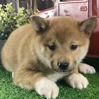 Irene, a female Shiba Inu for sale in Seneca Falls, NY – Photo 3 of 6