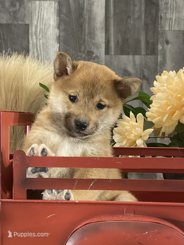 Irene – Shiba Inu puppy for sale in Seneca Falls, NY