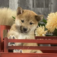 Irene, a female Shiba Inu for sale in Seneca Falls, NY – Photo 1 of 6