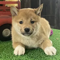 Irene, a female Shiba Inu for sale in Seneca Falls, NY – Photo 2 of 6