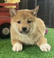 Irene, a female Shiba Inu for sale in Seneca Falls, NY – Photo 1 of 6