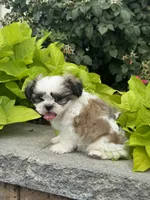 Smokey , a male Shih Tzu for sale in Seneca Falls, NY – 4 of 5