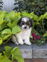 Smoky, a male Havanese and Shih Tzu for sale in Seneca Falls, NY – 3 of 5