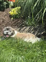 June, a female Bichon Frise and Shih Tzu for sale in Seneca Falls, NY – 5 of 5
