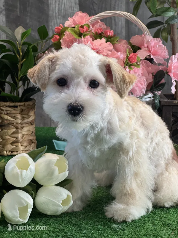 Tiny Honey  – Havanese puppy for sale in Seneca Falls, NY