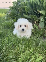 Bear, a male Bichpoo for sale in Seneca Falls, NY – 5 of 10