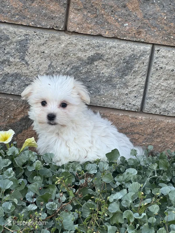 Max – Maltese puppy for sale in Seneca Falls, NY