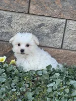 Max, a male Maltese for sale in Seneca Falls, NY – 1 of 7