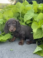Diesel, a male Miniature Dachshund for sale in Seneca Falls, NY – 4 of 4