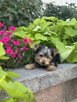 York , a male Yorkshire Terrier for sale in Seneca Falls, NY – 5 of 5