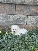 Max, a male Maltese for sale in Seneca Falls, NY – 4 of 7