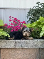 York , a male Yorkshire Terrier for sale in Seneca Falls, NY – 1 of 5