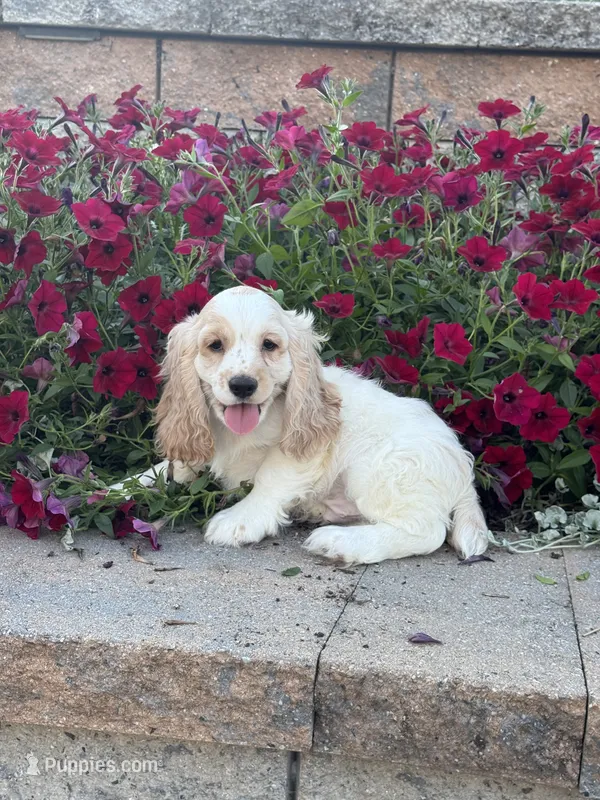Ceaser – Cocker Spaniel puppy for sale in Seneca Falls, NY