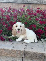 Ceaser, a male Cocker Spaniel for sale in Seneca Falls, NY – 1 of 4
