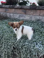 Rosey, a female Papillon for sale in Seneca Falls, NY – 4 of 4