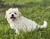 Harlow, a male Havanese for sale in Seneca Falls, NY – 2 of 5