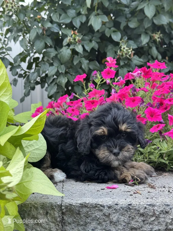 Amelia – Lhasapoo puppy for sale in Seneca Falls, NY