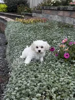 Jimmy , a male Shih Tzu and Poodle - Toy  for sale in Seneca Falls, NY – 2 of 7