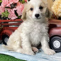 Victor, a male Cavachon for sale in Seneca Falls, NY – Photo 2 of 5