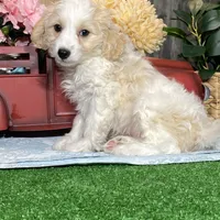 Victor, a male Cavachon for sale in Seneca Falls, NY – Photo 3 of 5