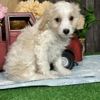 Victor, a male Cavachon for sale in Seneca Falls, NY – Photo 5 of 5