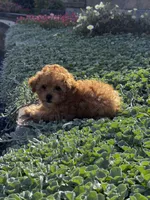 Paisley , a female Poodle - Toy  for sale in Seneca Falls, NY – 3 of 6