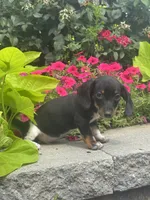 Dodge , a male Miniature Dachshund for sale in Seneca Falls, NY – 2 of 5
