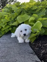 Bradley, a male Bichon Frise for sale in Seneca Falls, NY – 4 of 6