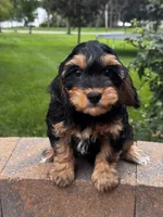 Urie, a male Cavapoo for sale in Seneca Falls, NY – 2 of 4