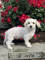 Labanon, a male Lhasa Apso and Coton de Tulear for sale in Seneca Falls, NY – 3 of 7