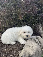 Betsy, a female Bichon Frise for sale in Seneca Falls, NY – 2 of 5