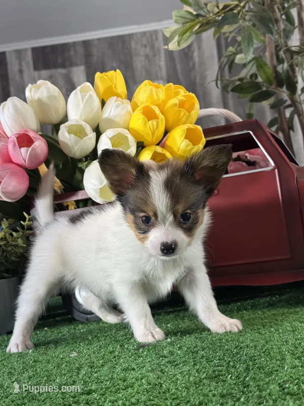 Ricky  – Papillon puppy for sale in Seneca Falls, NY