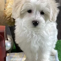 Ava, a female Bichon Frise and Coton de Tulear for sale in Seneca Falls, NY – Photo 4 of 7