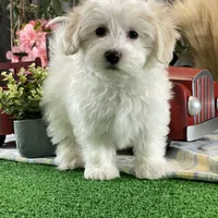 Ava, a female Bichon Frise and Coton de Tulear for sale in Seneca Falls, NY – Photo 7 of 7