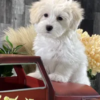 Ava, a female Bichon Frise and Coton de Tulear for sale in Seneca Falls, NY – Photo 1 of 7