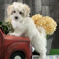 Ava, a female Bichon Frise and Coton de Tulear for sale in Seneca Falls, NY – Photo 2 of 7