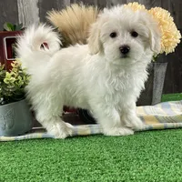 Ava, a female Bichon Frise and Coton de Tulear for sale in Seneca Falls, NY – Photo 3 of 7