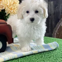 Ava, a female Bichon Frise and Coton de Tulear for sale in Seneca Falls, NY – Photo 5 of 7