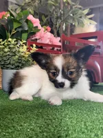Reba , a female Papillon for sale in Seneca Falls, NY – 2 of 5