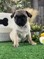 Princess , a female Pug for sale in Seneca Falls, NY – 2 of 5